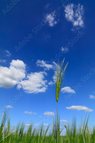 Kornfeld photo