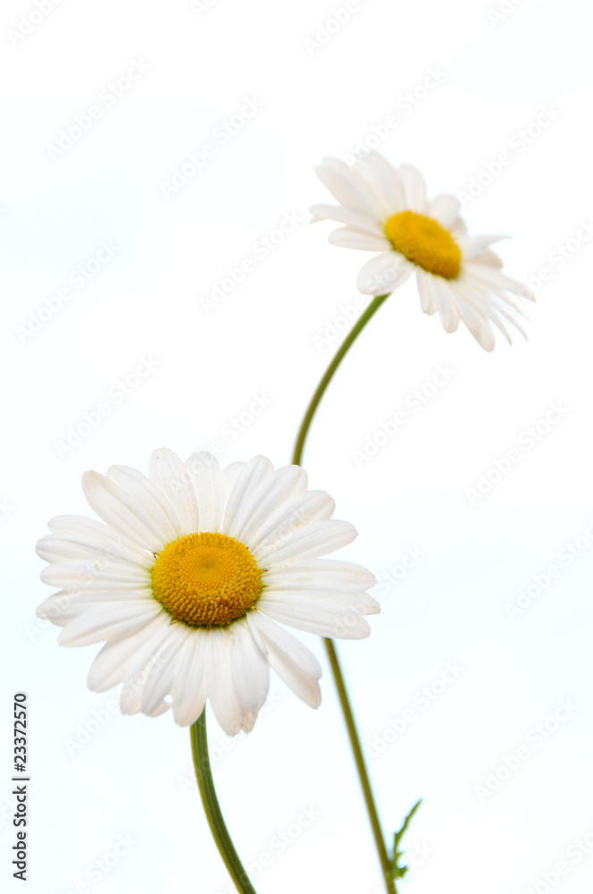 custom made wallpaper toronto digitalox eye daisies