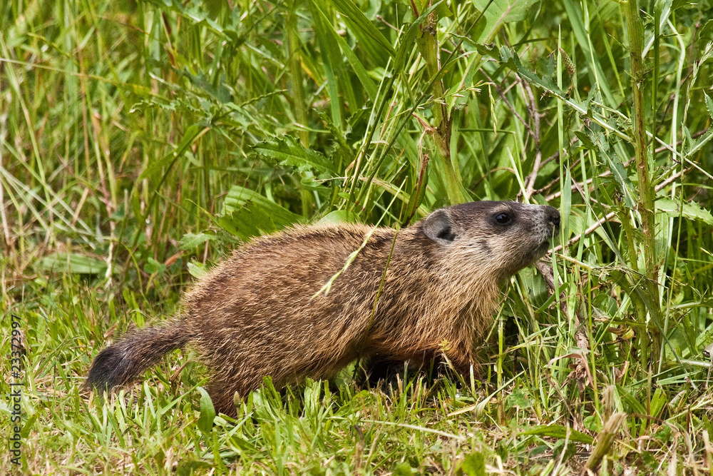 Young Groundhog Out Forging For Food Young Groundhog Out Forging For Food