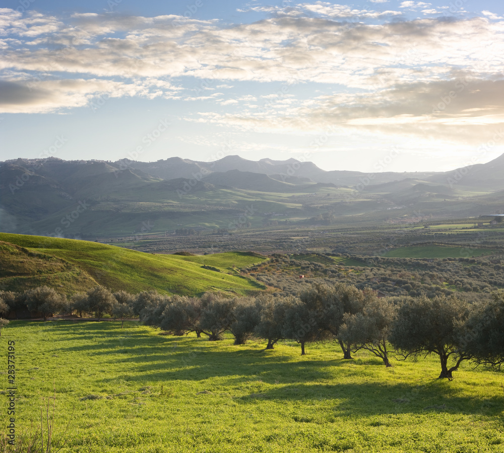 Farmland With Olive Trees At Sunset