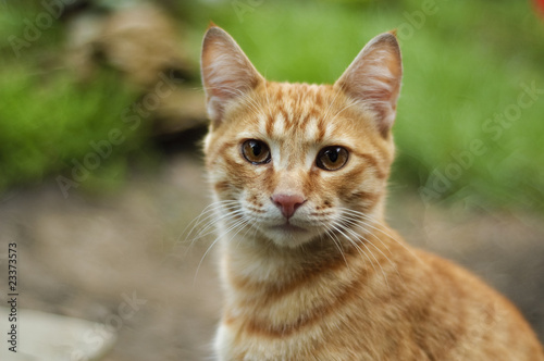 The red cat on the green nature background