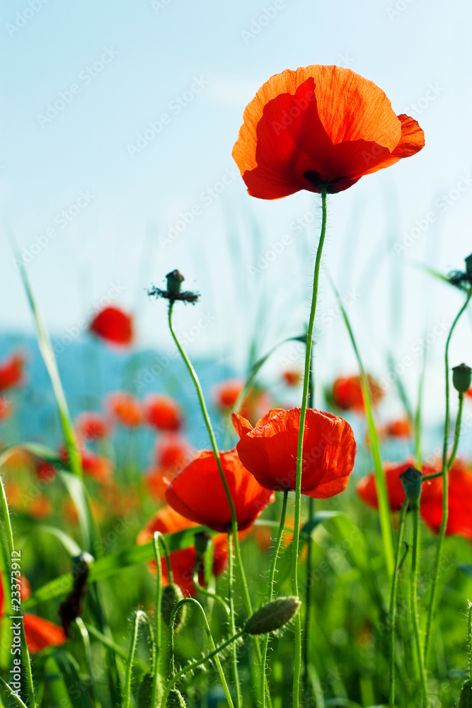 Obraz premium Roter Mohn