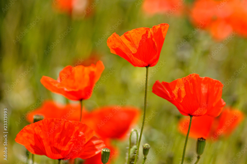 Naklejka premium coquelicot