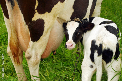 Calf cow feeding on green grass