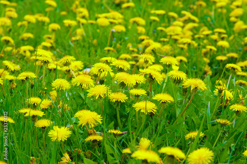 Dandelion