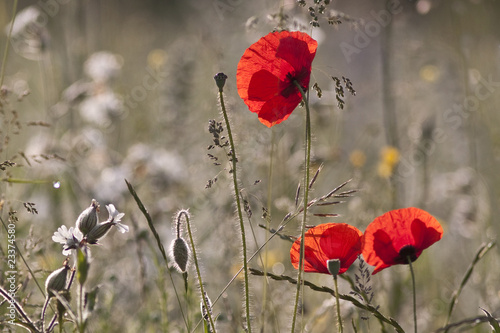 red poppies *7*