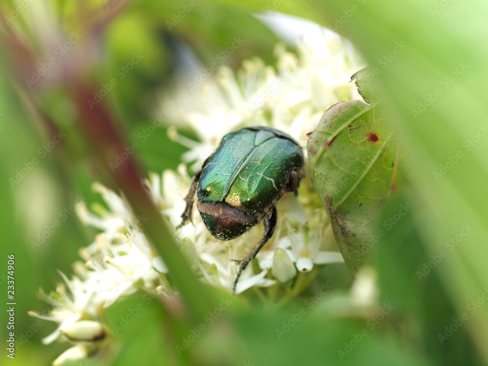 Fototapeta premium Rosenkäfer auf Hartriegel