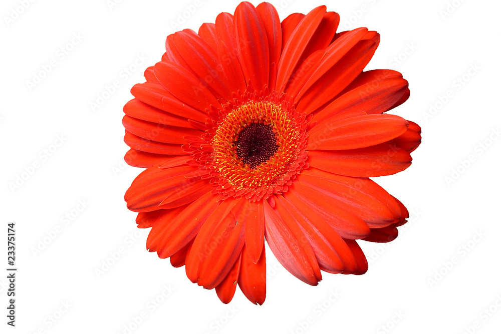 Gerbera