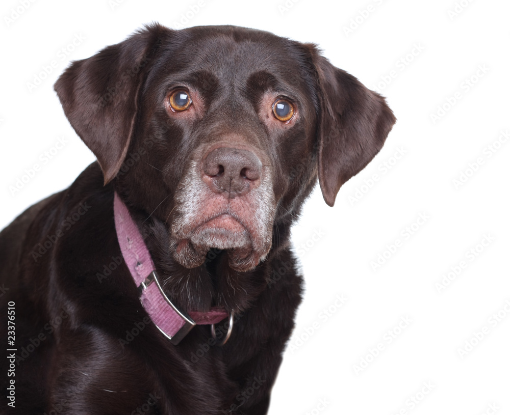 Labradro retriever