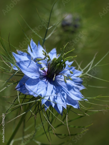czarnuszka wschodnia
