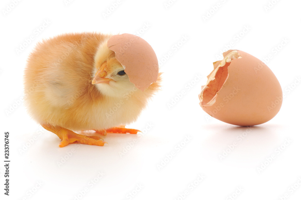 Fototapeta premium Chicken and an egg shell