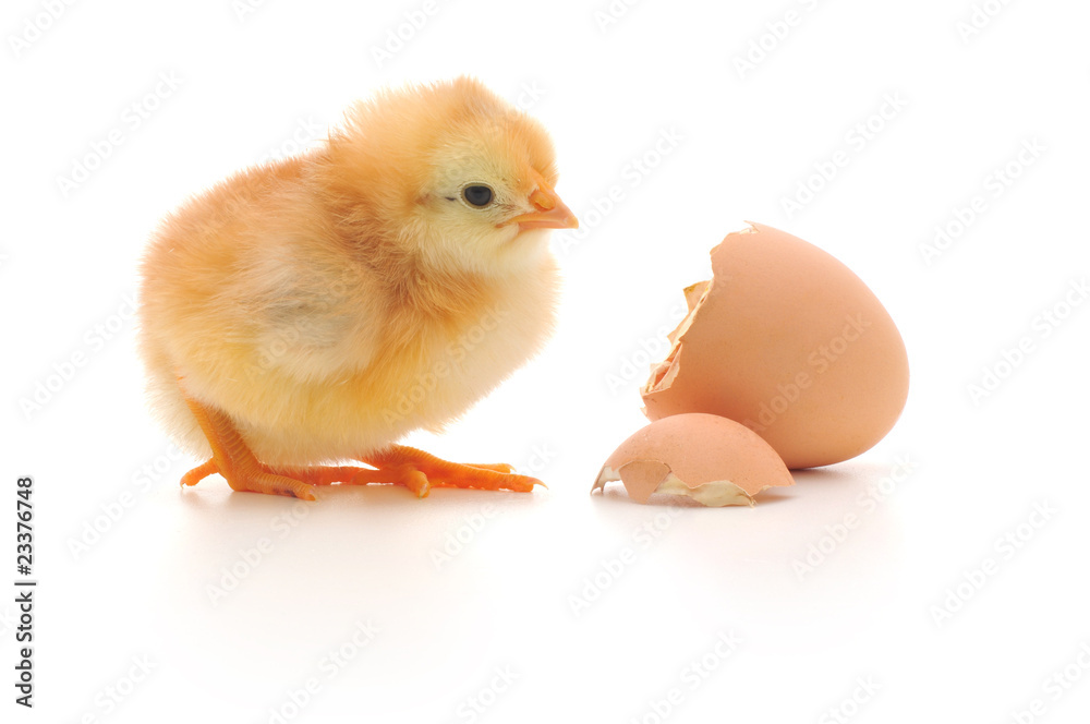 Obraz premium Chicken and an egg shell