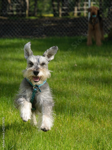 Happy playful small dog outdoors