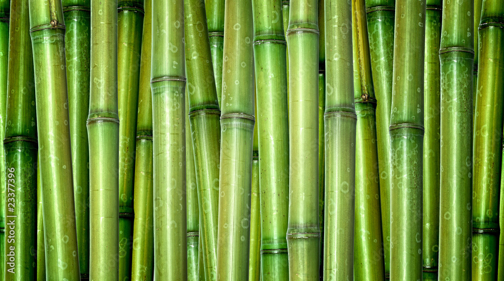Obraz premium świeży bambusowy tło