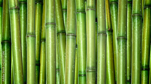 Fototapeta Naklejka Na Ścianę i Meble -  fresh bamboo background