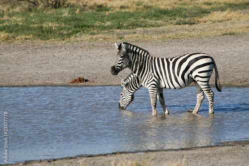 Zebra con due teste