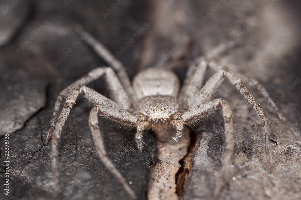 Hunting spider camouflaged on wood. Hunting spider camouflaged on wood.