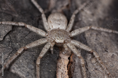 Hunting spider camouflaged on wood.