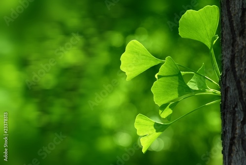 Outdoor ginkgo biloba leaves