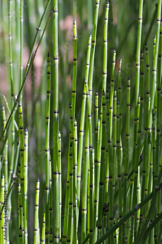 Green Bamboo Grass