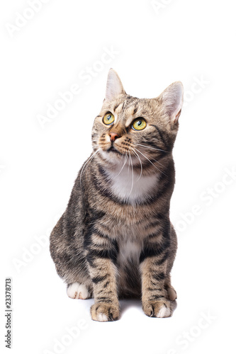 European cat in front on a white background