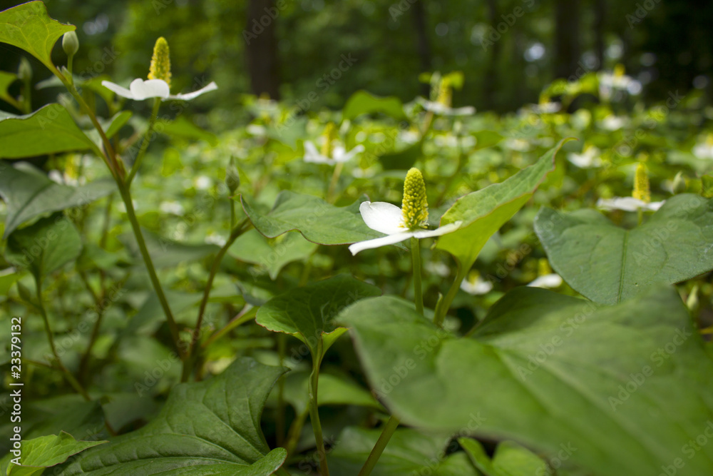 Obraz premium Wild Flowers in May