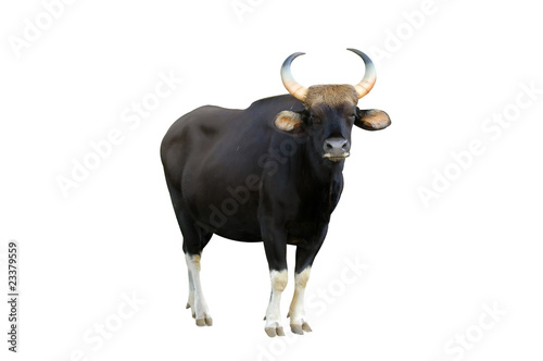 gaur