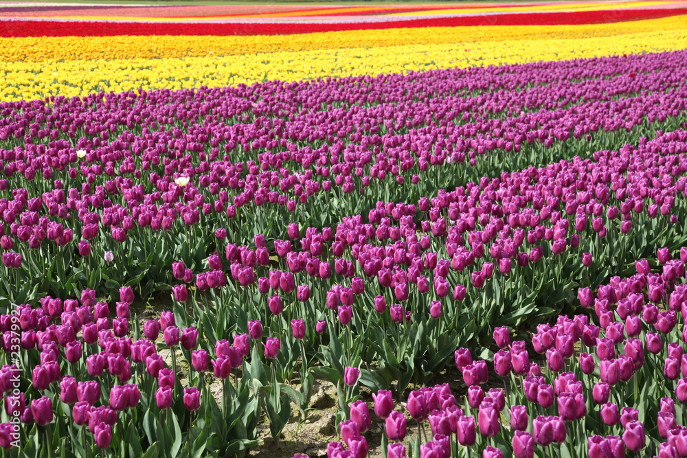 Blossom Tulip Blossom Tulip