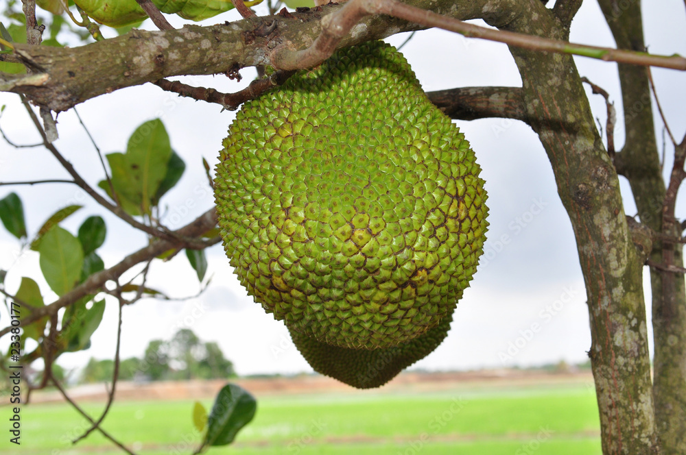 jack fruit on the tree jack fruit on the tree