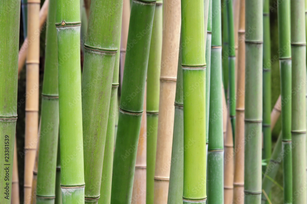 Naklejka premium Bambus - bamboo 39