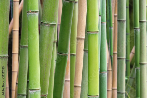 Fototapeta Naklejka Na Ścianę i Meble -  Bambus - bamboo 39