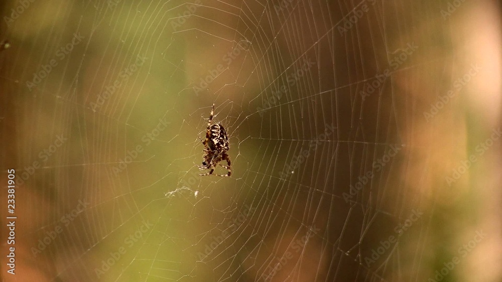 Spider in the web Spider in the web