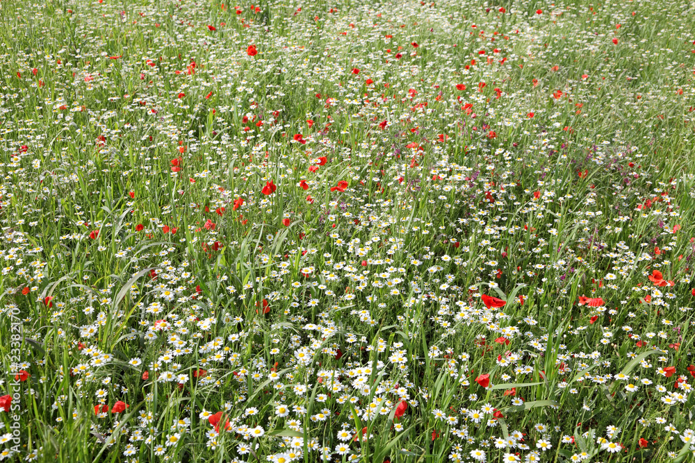 Meadow with spring flowers