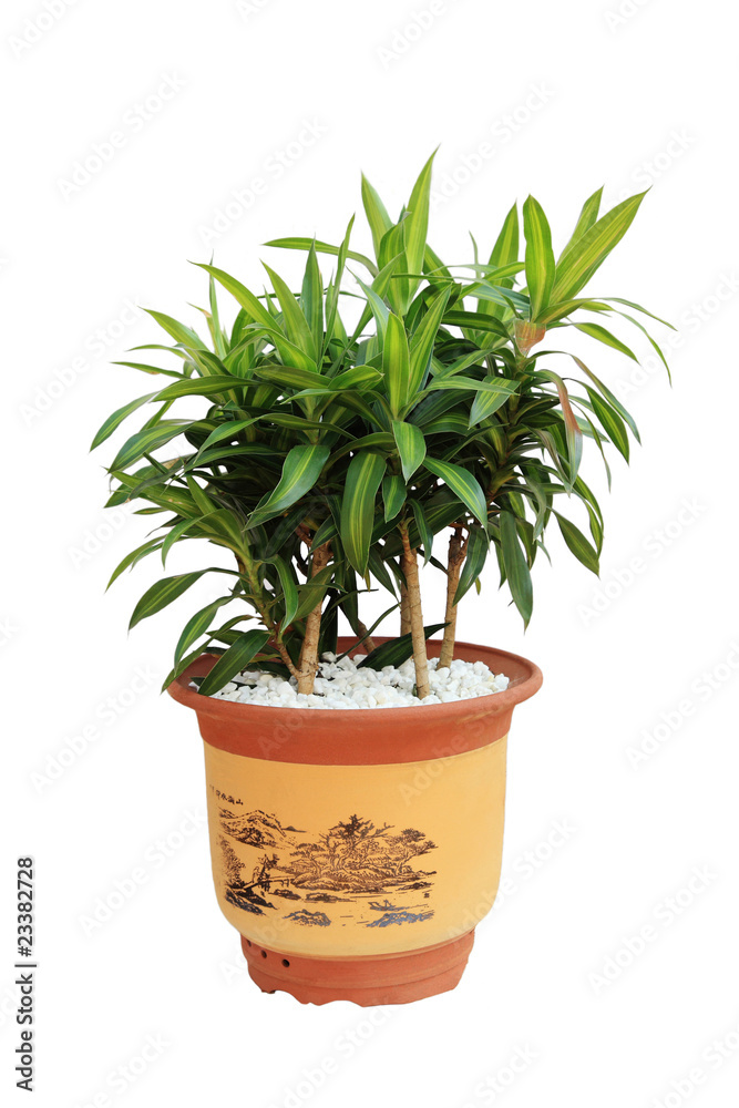 Fototapeta premium home plant