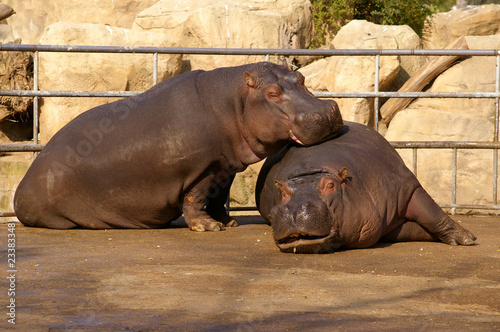 Hippopotamus - Couple - Zoo