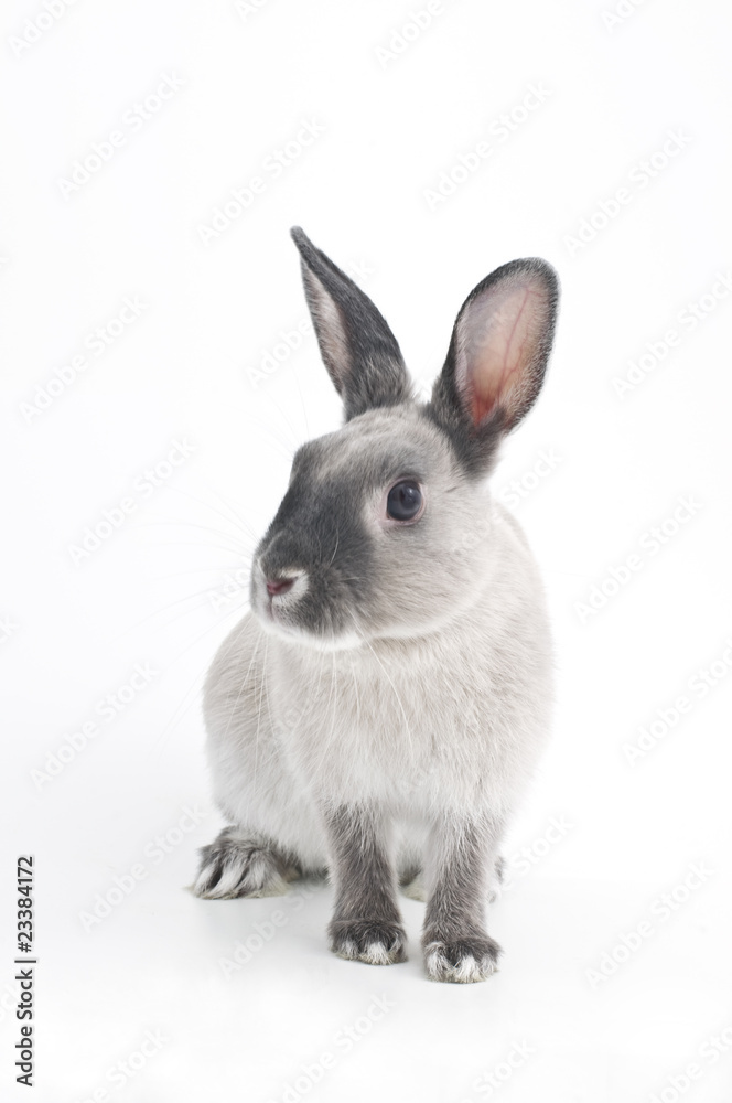 Obraz premium うさぎ