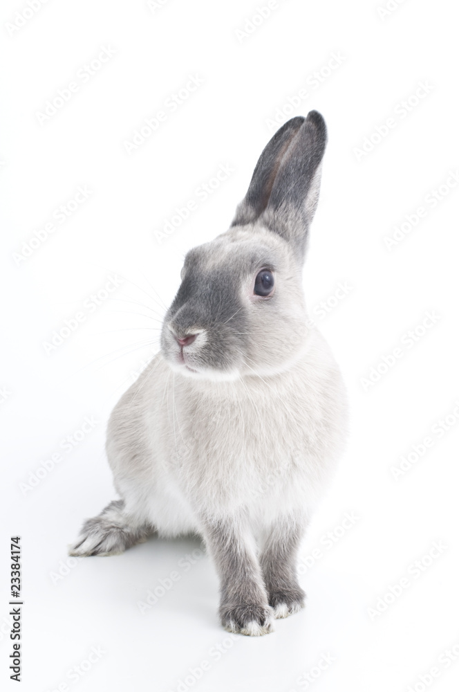 Obraz premium うさぎ