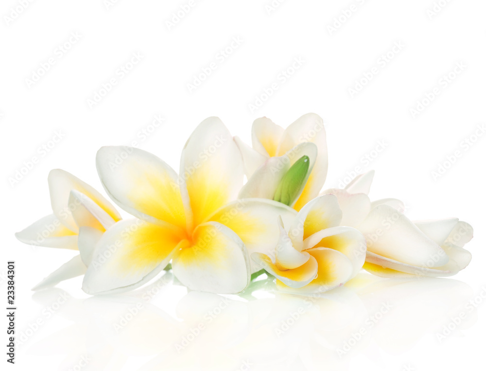Fototapeta premium Frangipani Spa Flowers