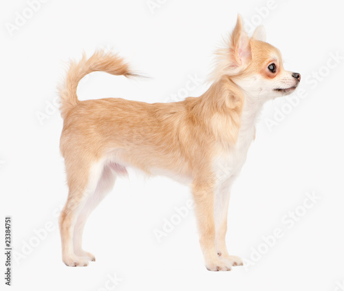 Posing the young chihuahua dog isolated on white