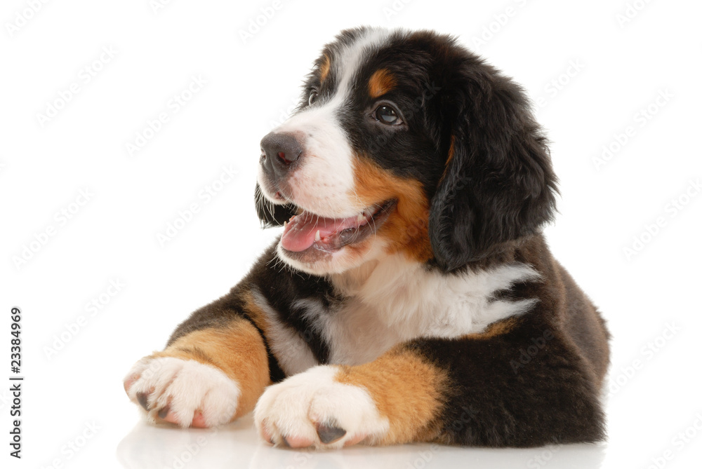 Bernese sennenhund puppy on a white background Bernese sennenhund puppy on a white background