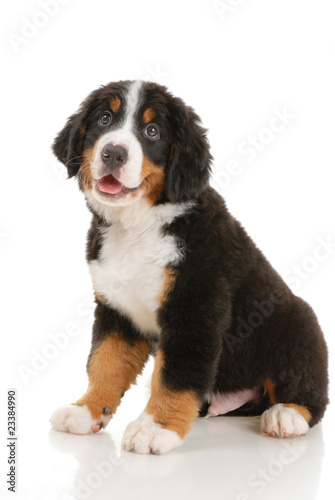 Bernese sennenhund puppy on a white background