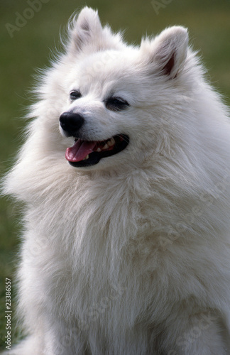 volpino, spitz italien blanc