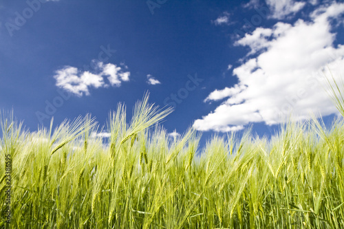 Crop of rye