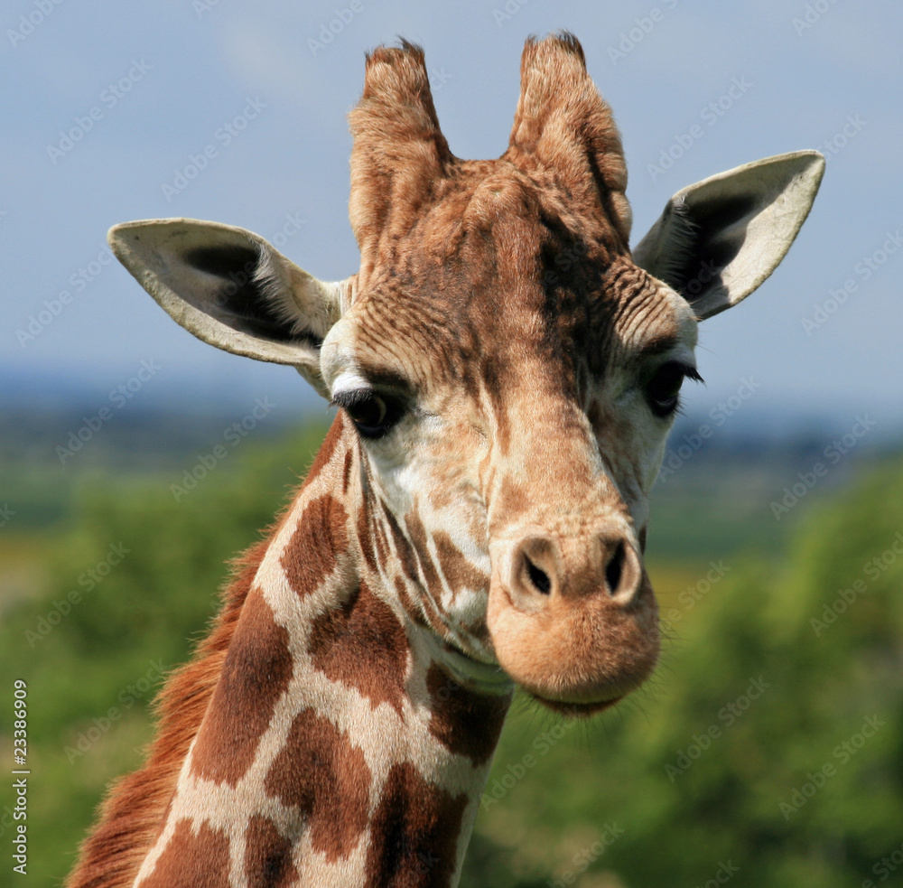 Giraffe head 5