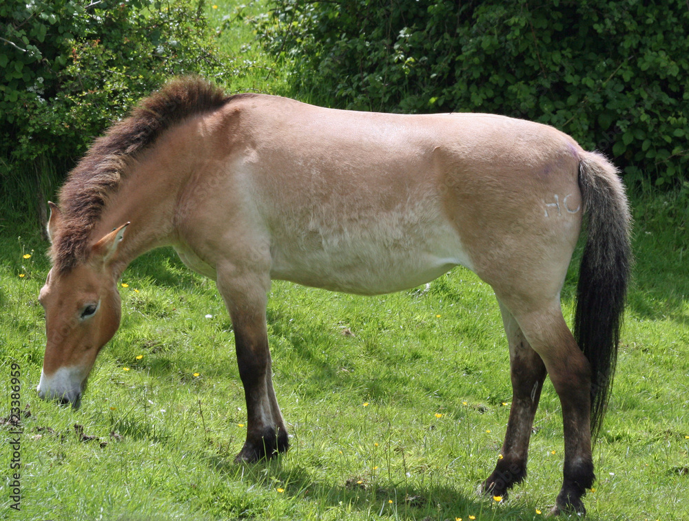 Przewalski Horse