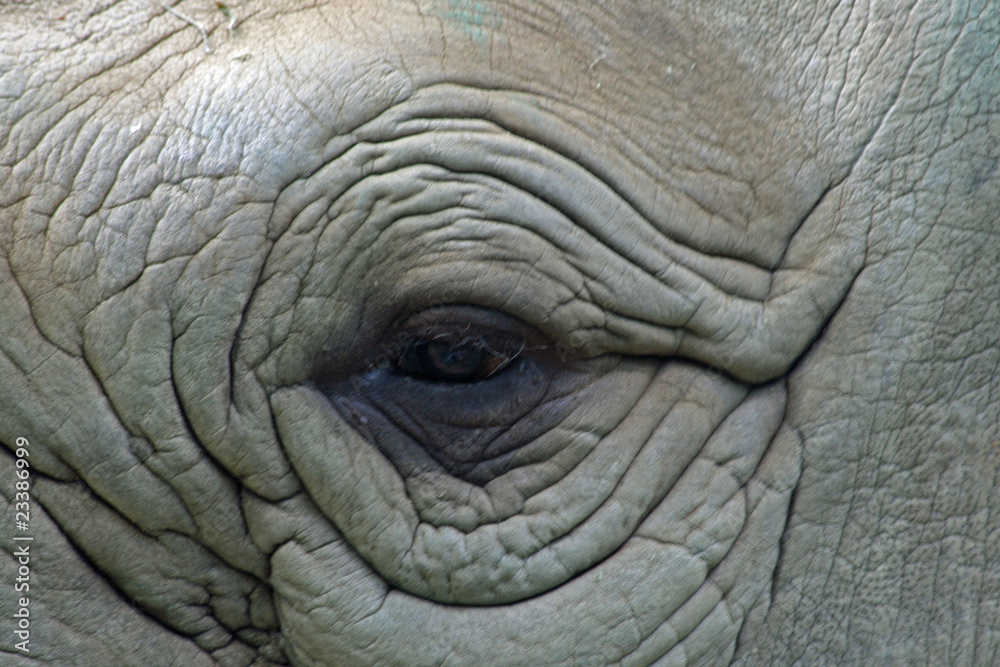 Fototapeta premium Elephant eye