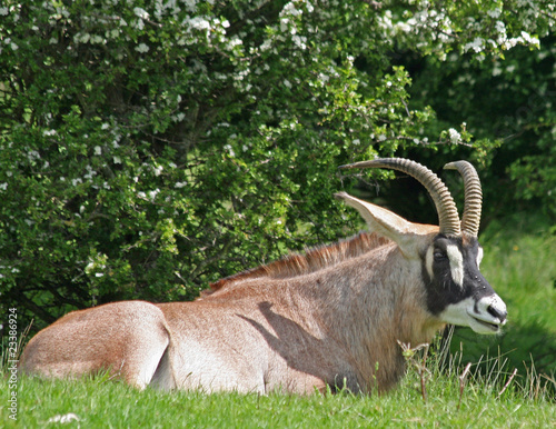 Roan antelope photo