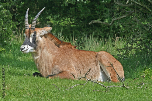 Roan antelope 3 photo