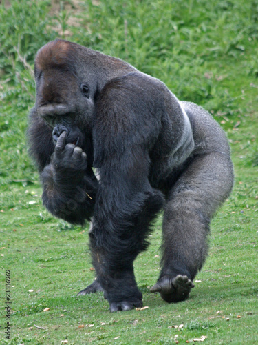 Gorilla 6 © Ruth Hallam