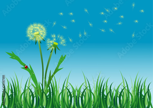 dandelion